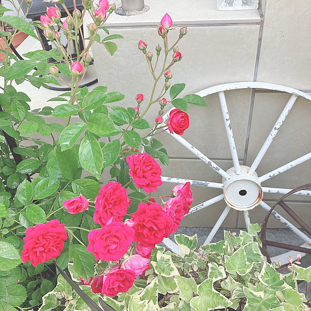 MIUさんの部屋