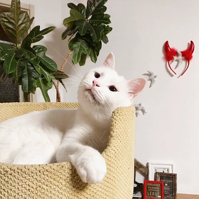 nyanko-beamさんの実例写真