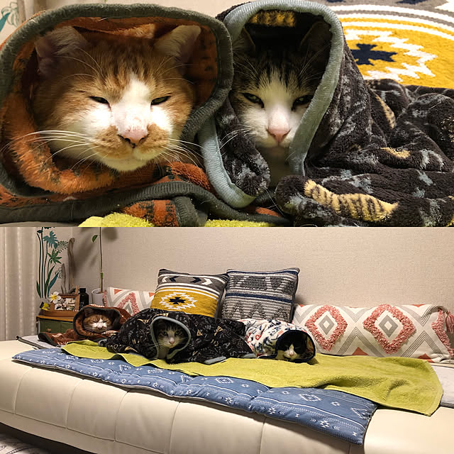 mikenekoさんの実例写真