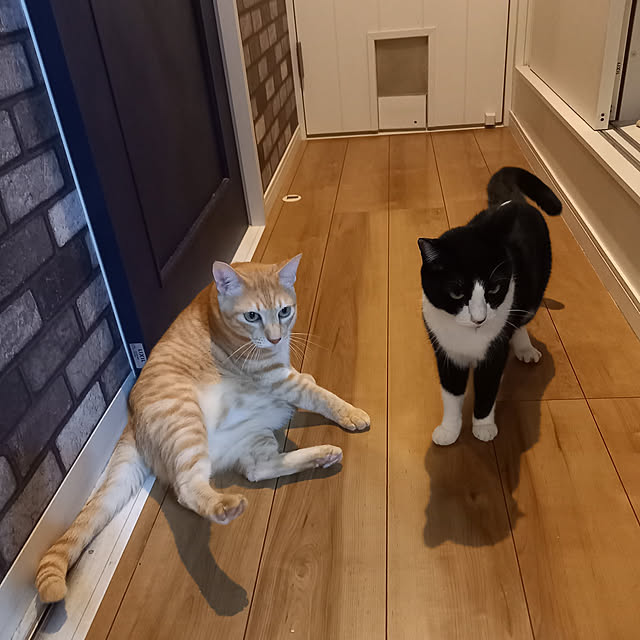 shiiiさんの実例写真