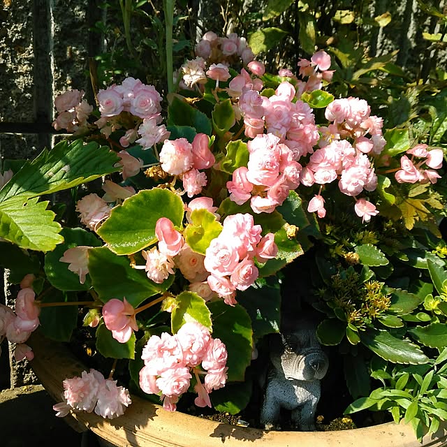 shoko0420さんの実例写真
