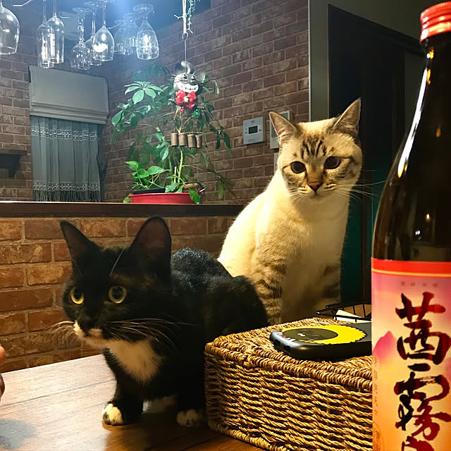 butachanさんの実例写真