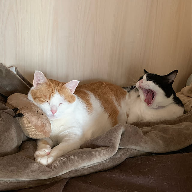 bikkeさんの実例写真