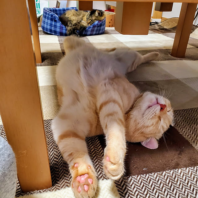 makoさんの実例写真