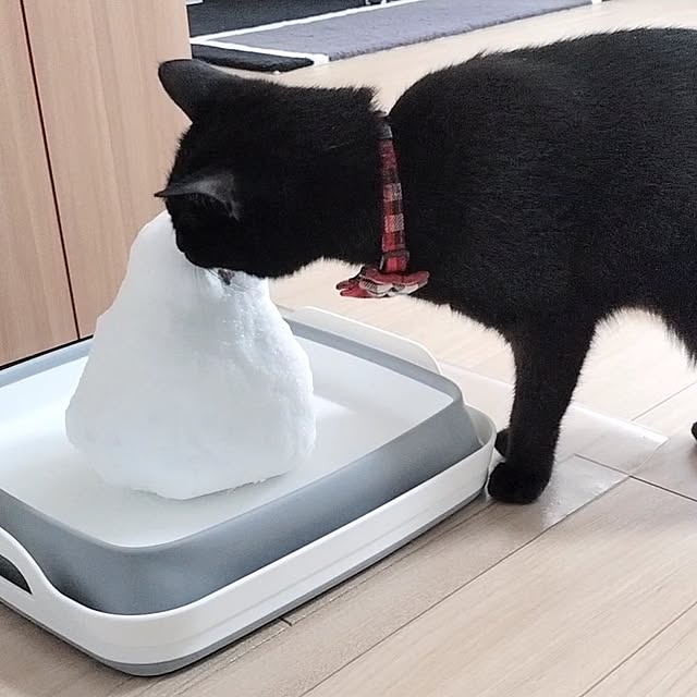 sakuraさんの部屋