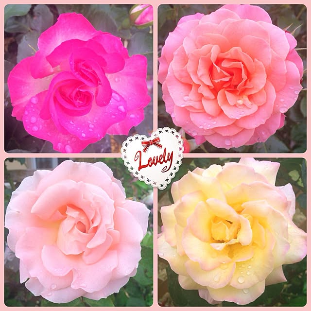 HappyRoseさんの実例写真