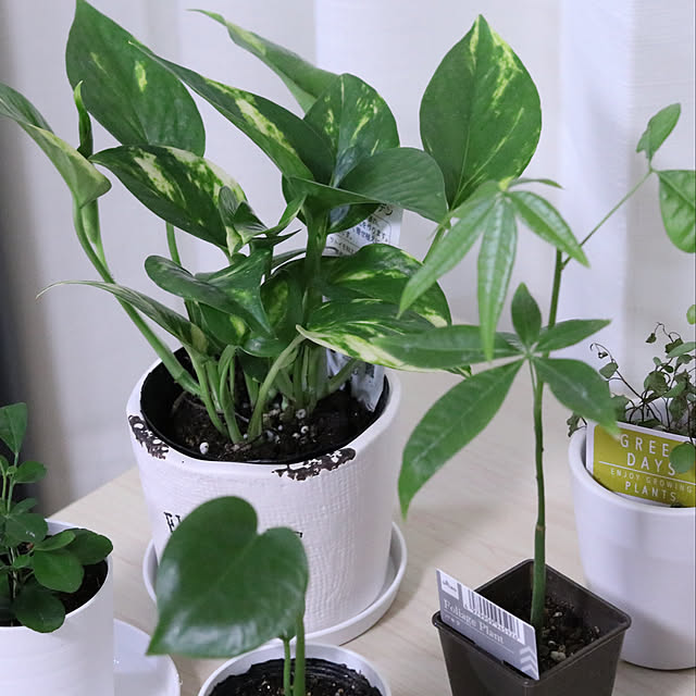 観葉植物/リビングのインテリア実例 - 2020-01-22 16:27:52