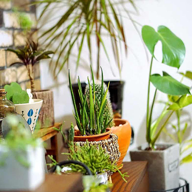 棚/観葉植物/雑貨/一人暮らし/DIY...などのインテリア実例 - 2017-11-17 01:35:42