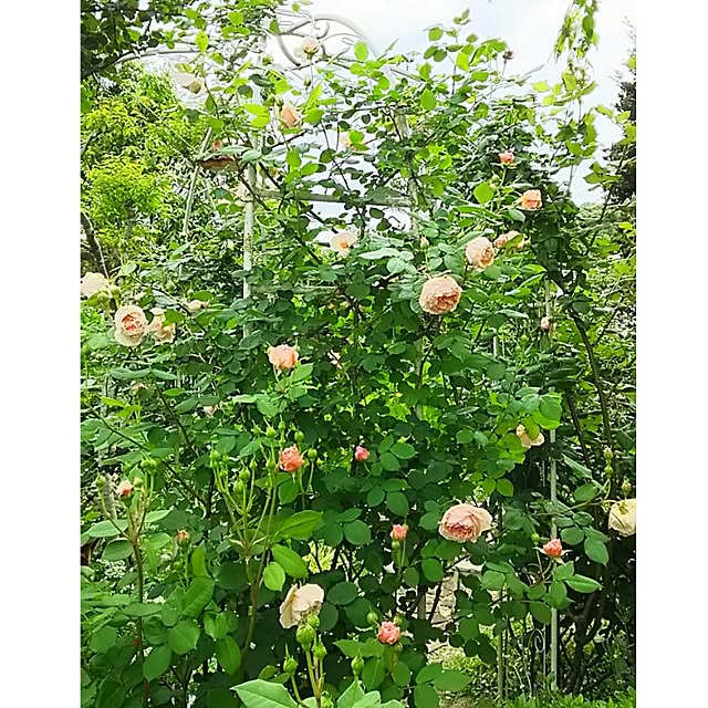 s.mamaさんの実例写真