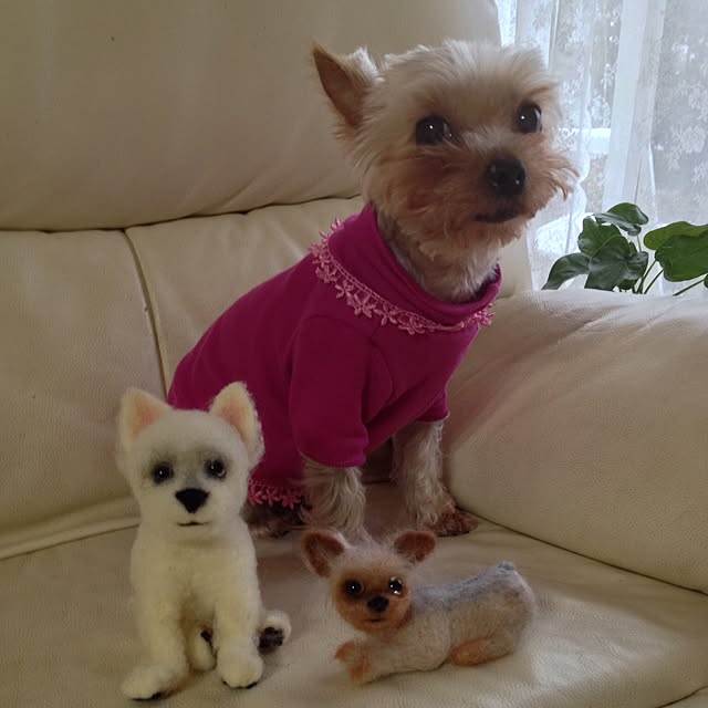 cooさんの実例写真