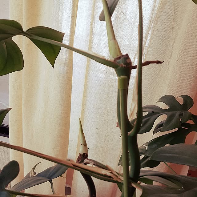 ririeeさんの部屋
