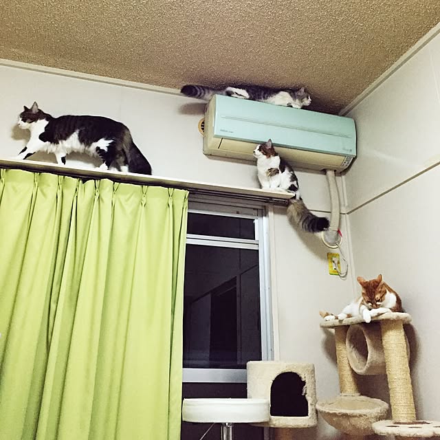 neco7さんの実例写真