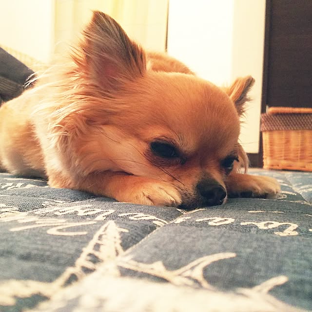 kojikojiさんの実例写真