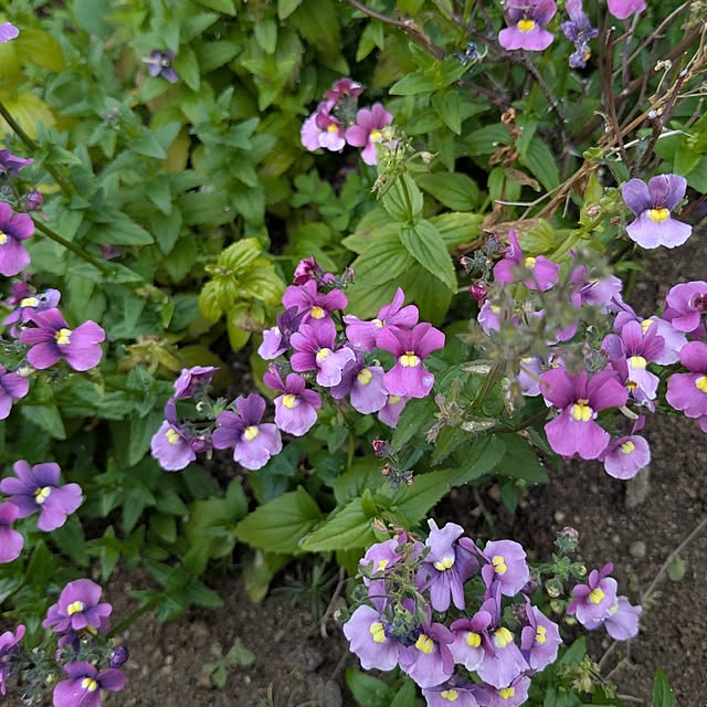 machikomamaさんの部屋