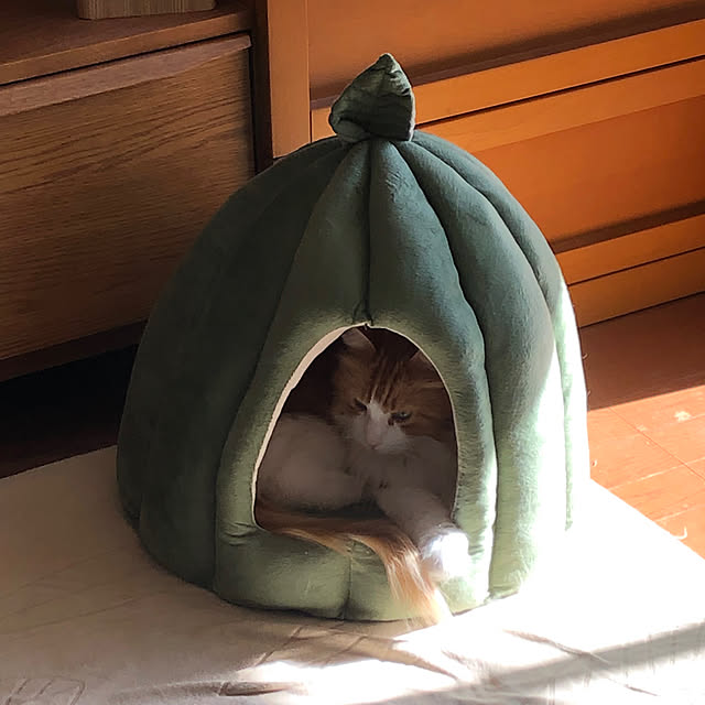 uchidaizuさんの実例写真