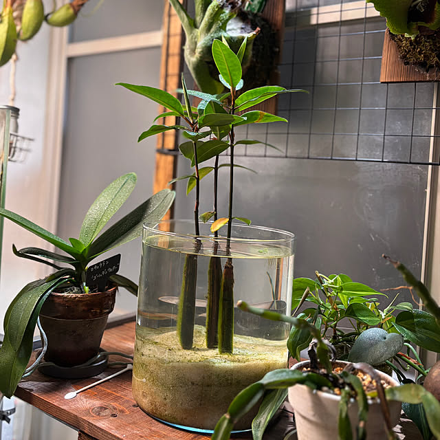 greycatsさんの実例写真