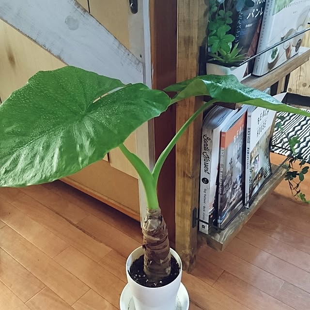kazoomさんの実例写真