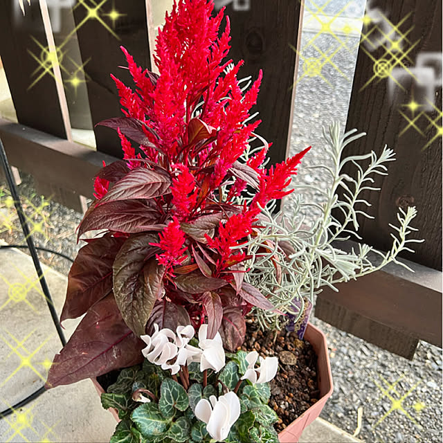 momotakeさんの実例写真