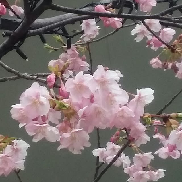 yukkoさんの実例写真