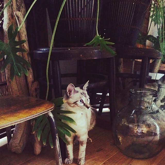 mjさんの実例写真