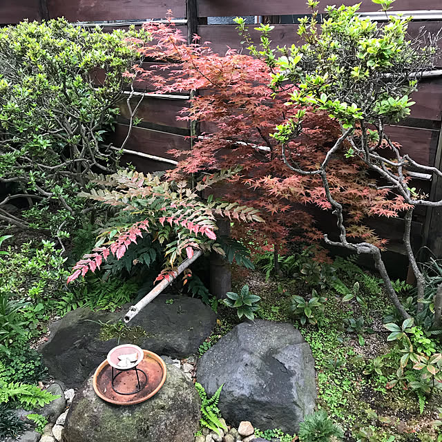 部屋全体/モミジの木/裏庭/季節の花/和風...などのインテリア実例 - 2018-04-11 06:54:33