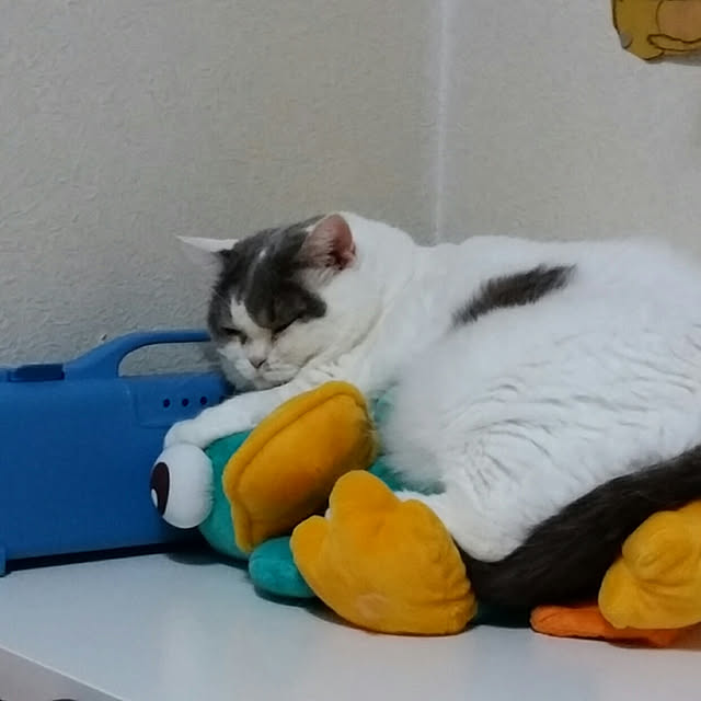 wasurenboさんの実例写真