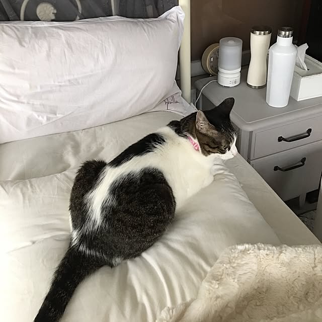 Shihoさんの実例写真