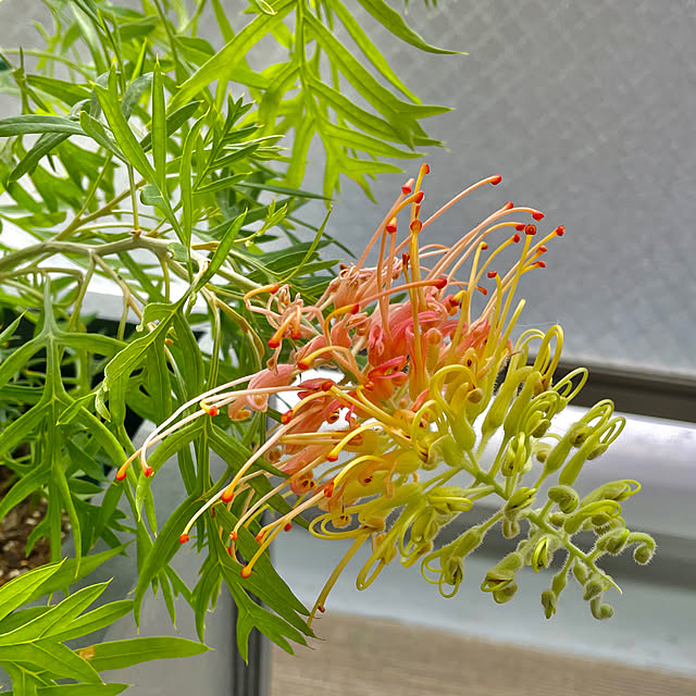 KLさんの部屋