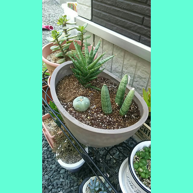 実例写真