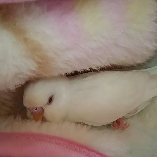 karinさんの実例写真
