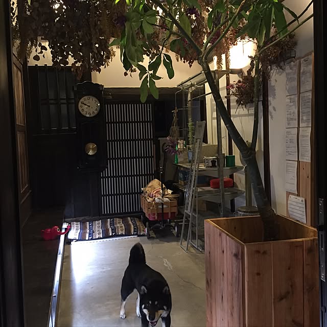 ikukoさんの実例写真
