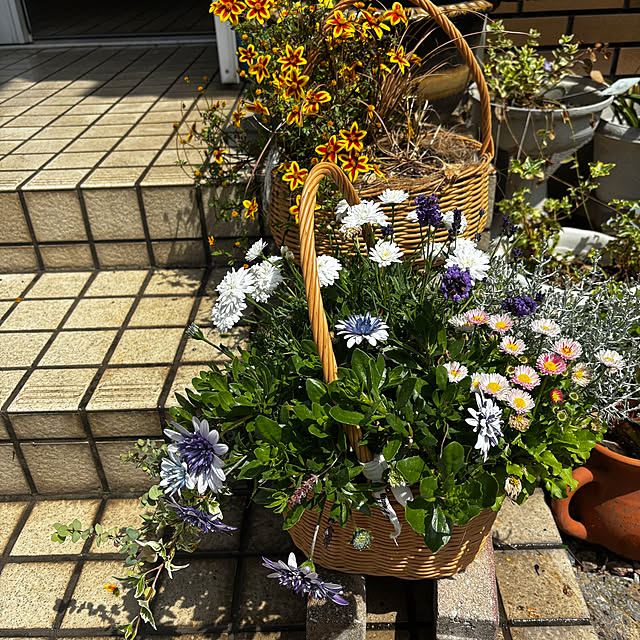 ベッド周り/寄せ植えハンギング/寄せ植えバスケット/寄せ植え/ロングコートチワワ...などのインテリア実例 - 2025-05-06 16:13:21
