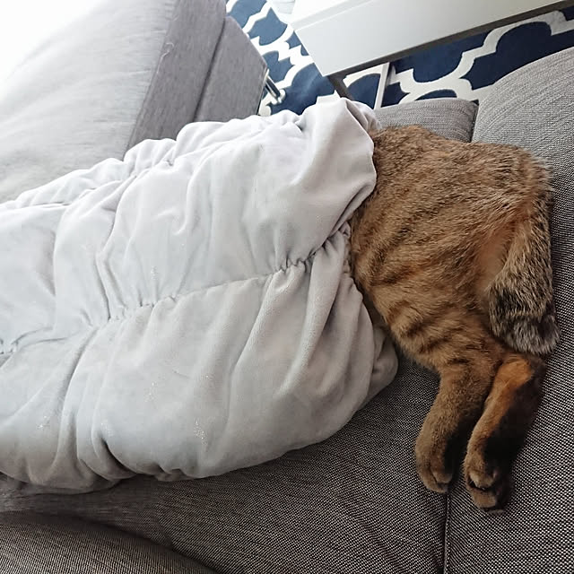 maikyさんの実例写真