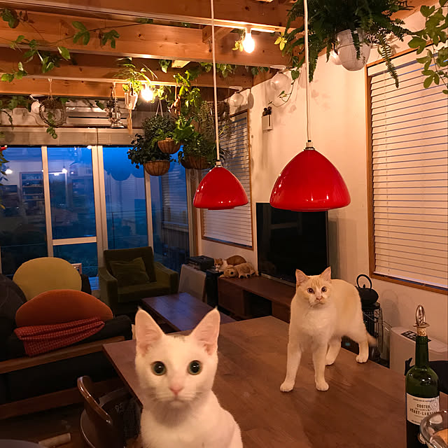 sakurasakuさんの実例写真