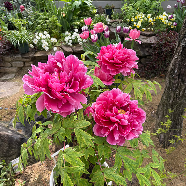 violetさんの部屋