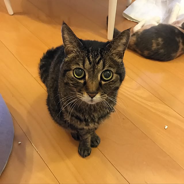 mi-mi-373さんの実例写真