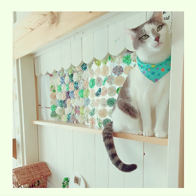 mintcatさんの実例写真