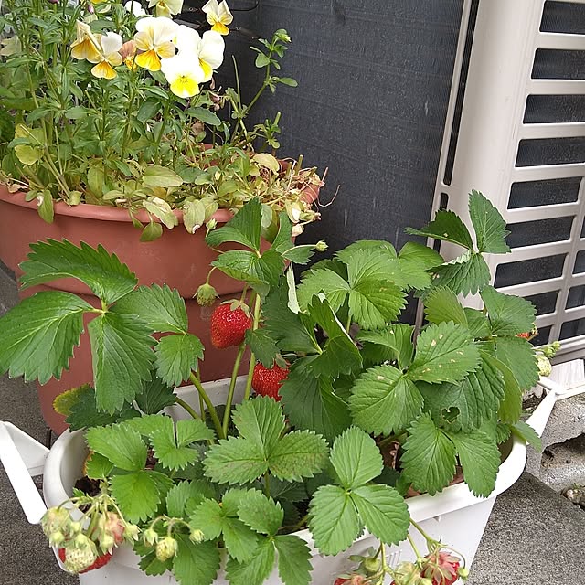 ameamekaasanさんの実例写真