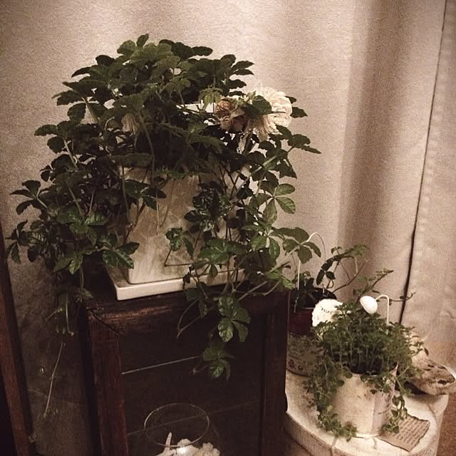 実例写真