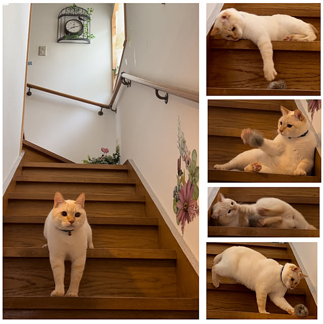 鳥かご時計/ウォールステッカー/猫キック/ねこと遊ぶ/ねこのいる日常...などのインテリア実例 - 2022-11-20 17:58:05