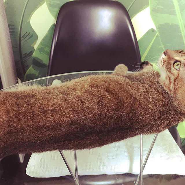 nahocさんの実例写真