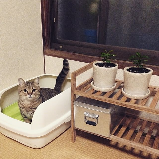 Moさんの実例写真