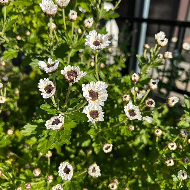 ritsukoさんの実例写真