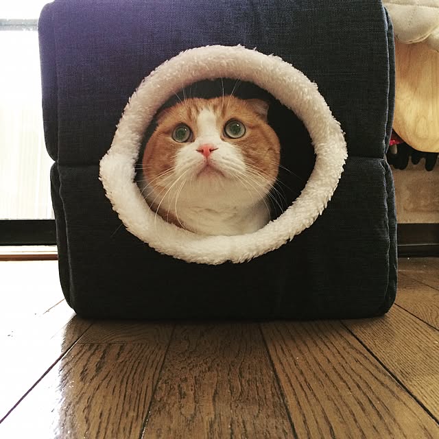chirurunさんの実例写真