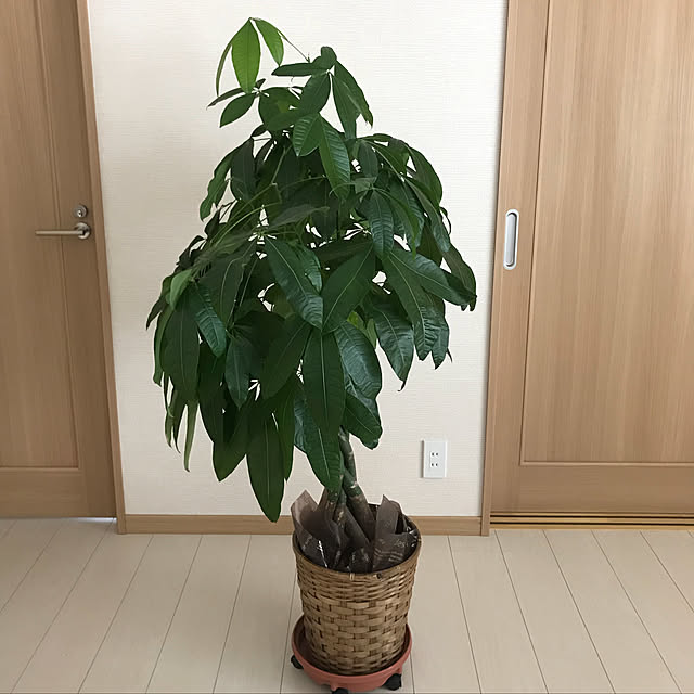 mamiさんの実例写真