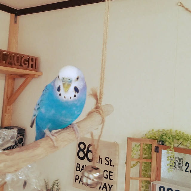 opiopiopiさんの実例写真