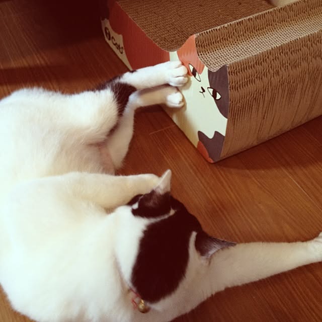 shishaさんの実例写真