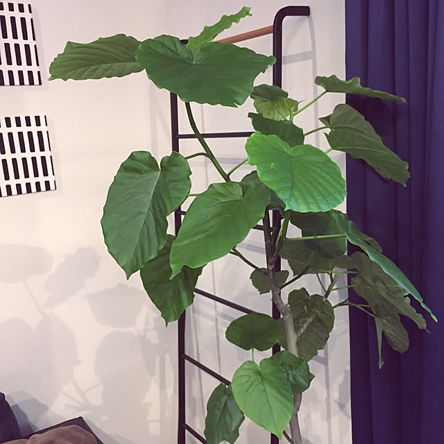 kurashi.naturalさんの実例写真