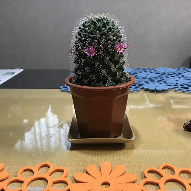 yoshie1197さんの実例写真