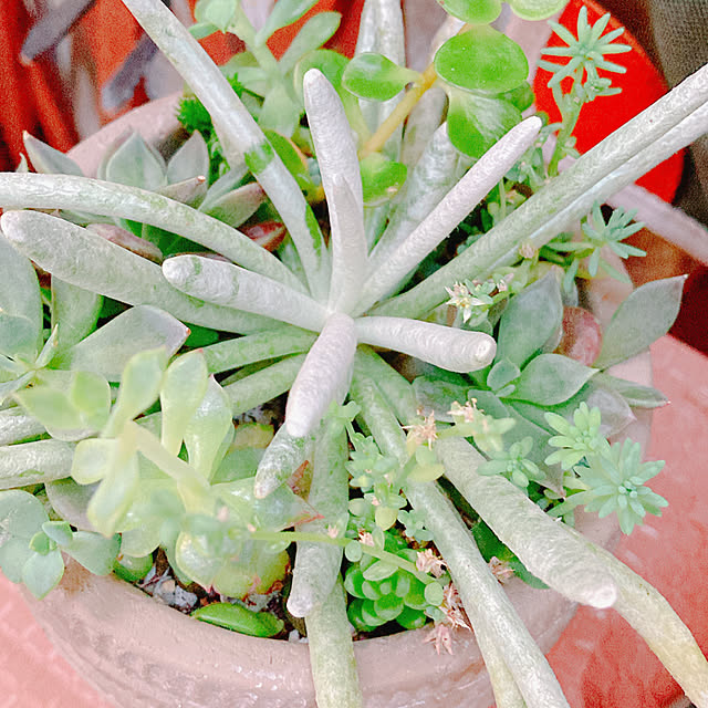 Hanakaさんの部屋